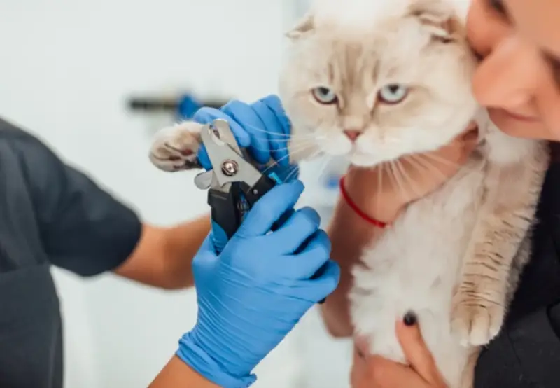 گرفتن ناخن گربه بد اخلاق