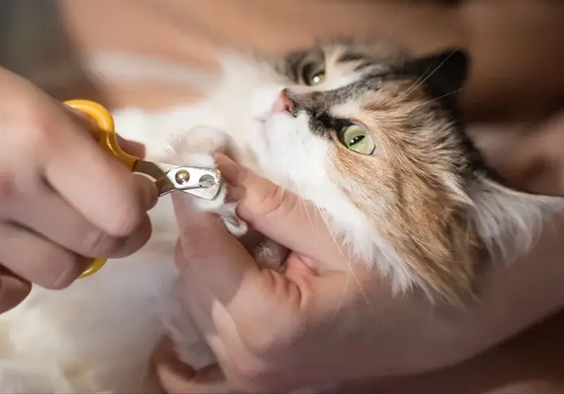 گرفتن ناخن گربه مرحله به مرحله