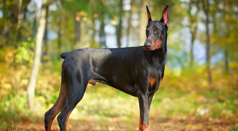 اسم سگ دوبرمن