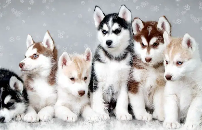 اسم سگ هاسکی