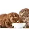 غذای بچه گربه