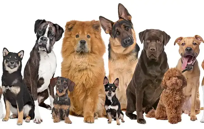 انتخاب اسم سگ بر اساس نژاد