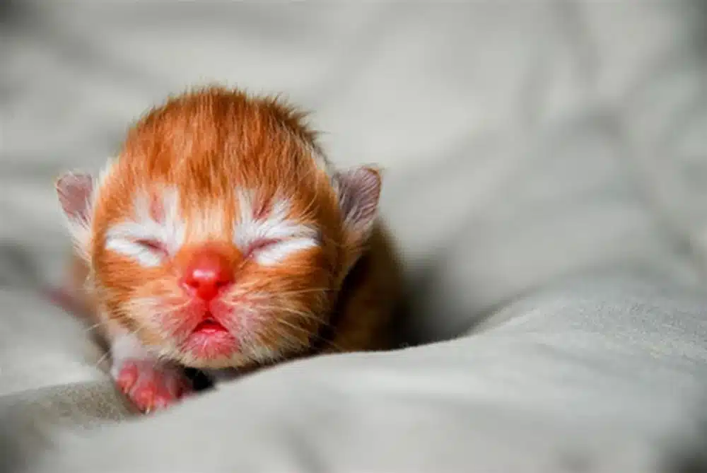 نحوه نگهداری از بچه گربه تازه متولد شده