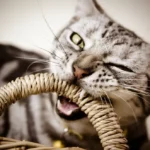 علت گاز گرفتن گربه ها را میدانید؟ راهکارهای مناسب برای کنترل رفتار آنها