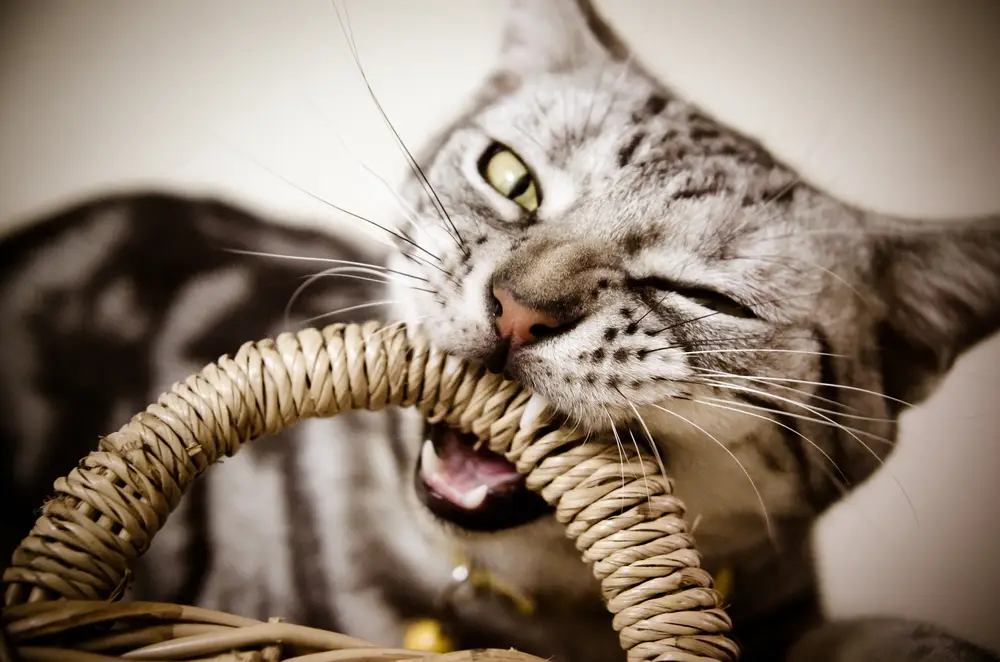 گاز گرفتن گربه برای دفاع از خود