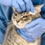 جرب گوش گربه ؛ بررسی علائم و راه‌های درمان جرب گوش گربه