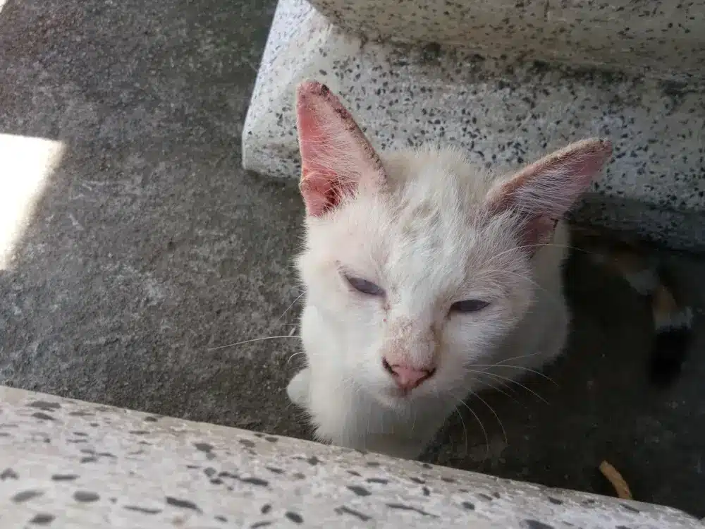 گربه ای با نشانه های جرب گوش