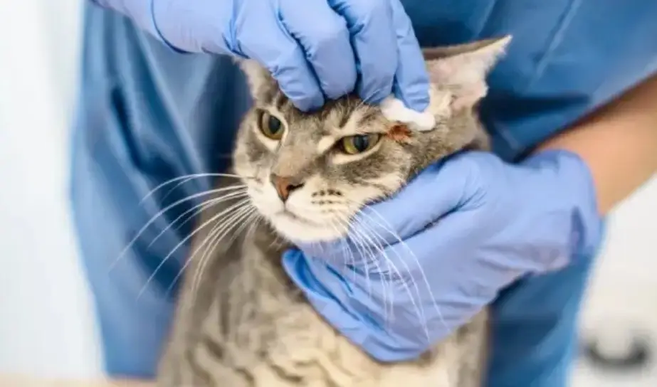 جرب گوش گربه ها