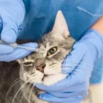 8 دلیل عفونت چشم گربه + درمان خانگی و پیشگیری از عفونت چشم گربه