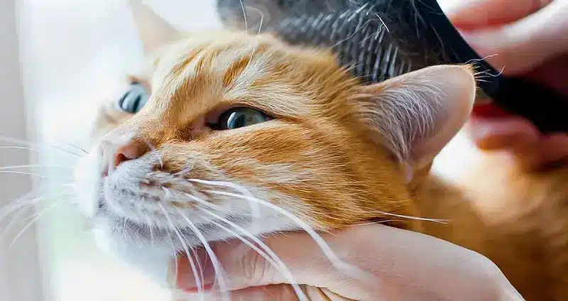 نشانه های ریز مو گربه