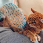 ریزش مو در گربه ها | علل ریزش مو گربه و نحوه درمان آن