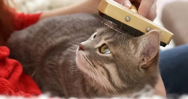 مراجعه به دامپزشک برای ریزش مو گربه ها