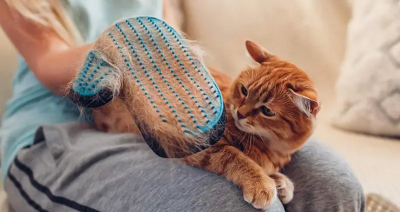 ریزش مو در گربه ها