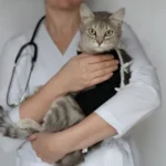 عقیم سازی گربه راه حل خوب است + مزایا و معایب عقیم سازی گربه ها