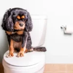 آموزش سگ برای دستشویی + روش تربیت سگ برای دستشویی