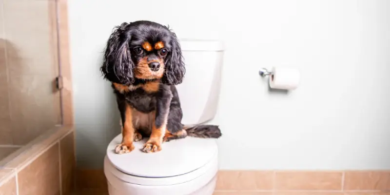 آموزش سگ برای دستشویی