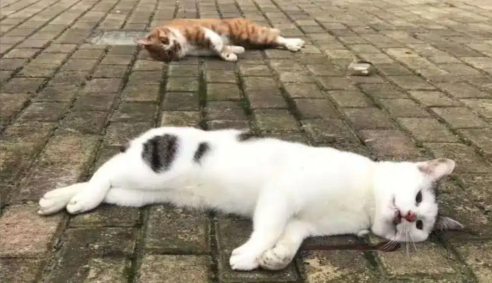 مرگ ناگهانی در گربه ها