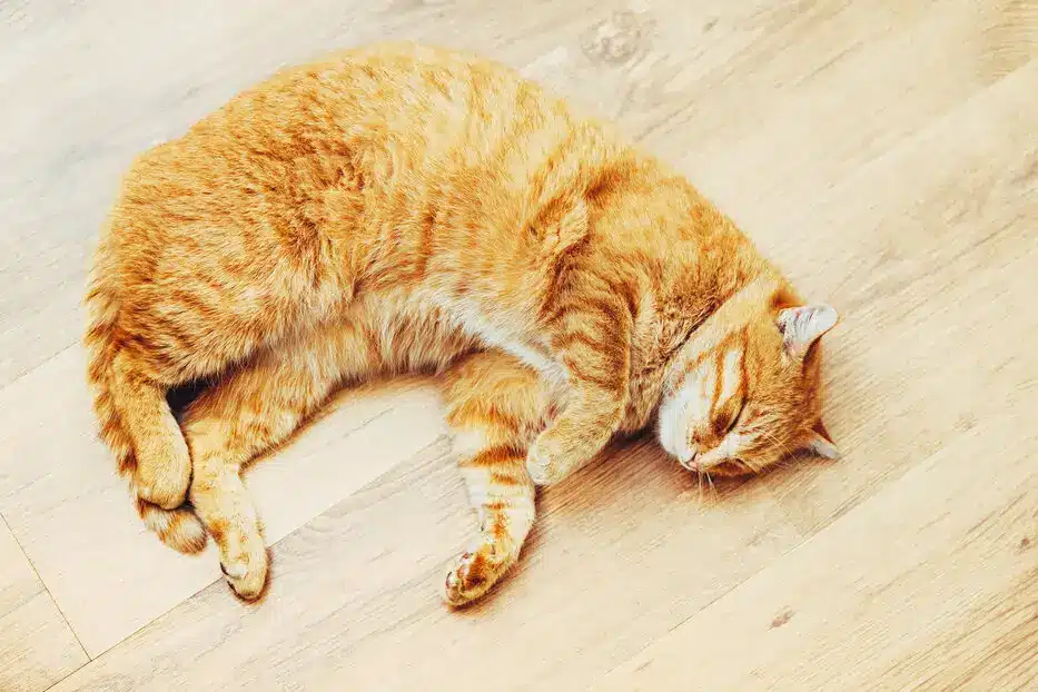 علائم مرگ در گربه