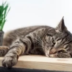 درمان کم خونی گربه ؛ نشانه‌های کم خونی در گربه ها کدامند؟