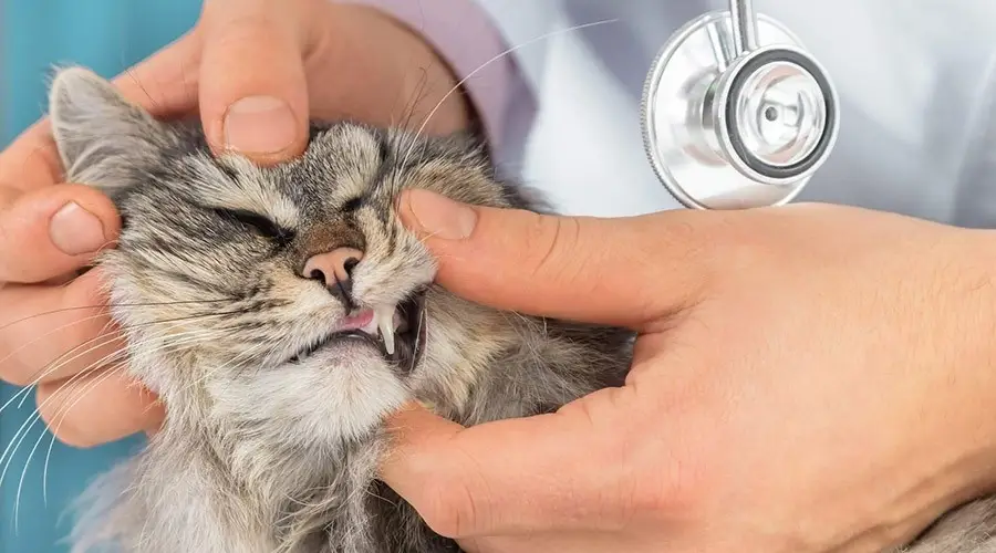 نشانه های کم خونی در گربه ها تغییر رنگ لثه ها