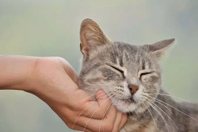 راه های تشخیص سن گربه ها