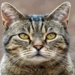 عمر گربه ها چقدر است؟ 7روش تشخیص سن گربه