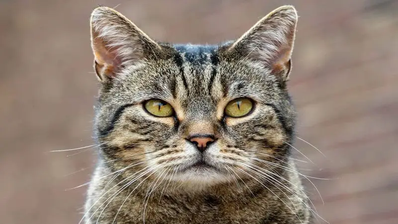 طول عمر گربه ها چقدر است؟