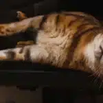 فحل شدن گربه ؛ علائم فحل شدن گربه ماده و نر کدامند؟