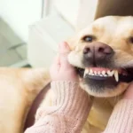 دندان شیری سگ؛ زمان شروع رشد دندان‌ شیری + راه های مراقبت از دندان شیری