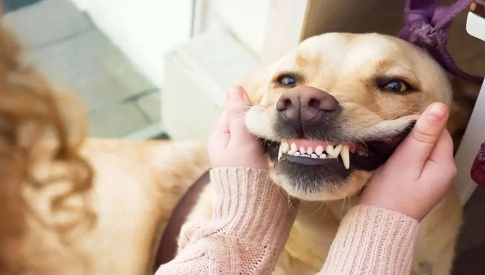 دندان شیری سگ