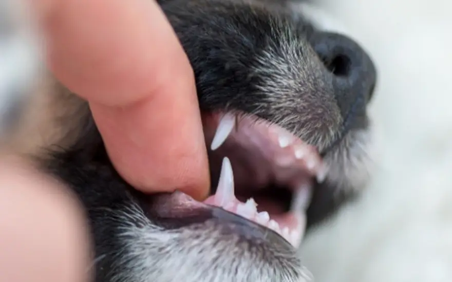 عکس دندان نیش سگ 