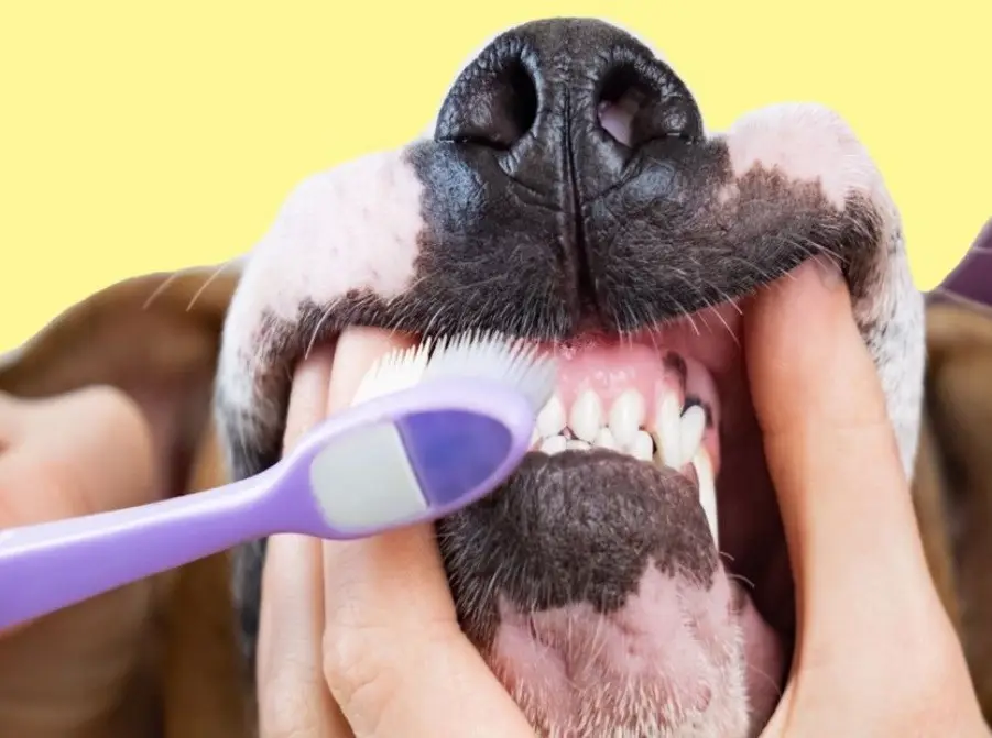 مسواک زدن یکی از راه های مراقبت از دندان شیری سگ 