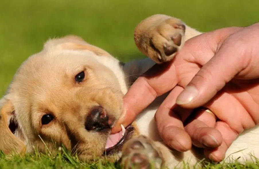 علائم رشد دندان شیری سگ 