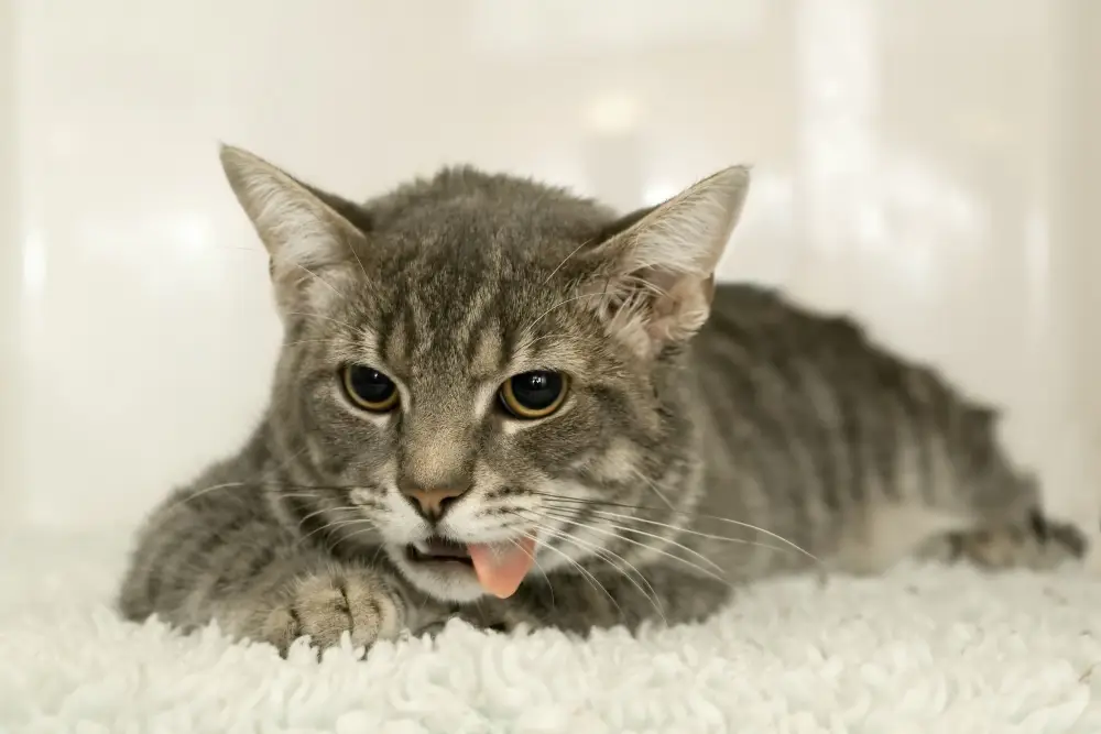 علت و دلیل استفراغ گربه