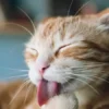 استفراغ در گربه ها
