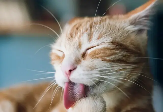 استفراغ در گربه ها