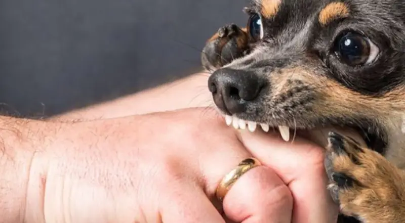 بررسی علت گاز گرفتن سگ+ معرفی راههای جلوگیری و اقدامات اولیه پس از گاز گرفتگی