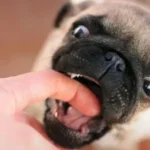 بررسی علت گاز گرفتن سگ+ معرفی راه‌های جلوگیری و اقدامات اولیه پس از گاز گرفتگی