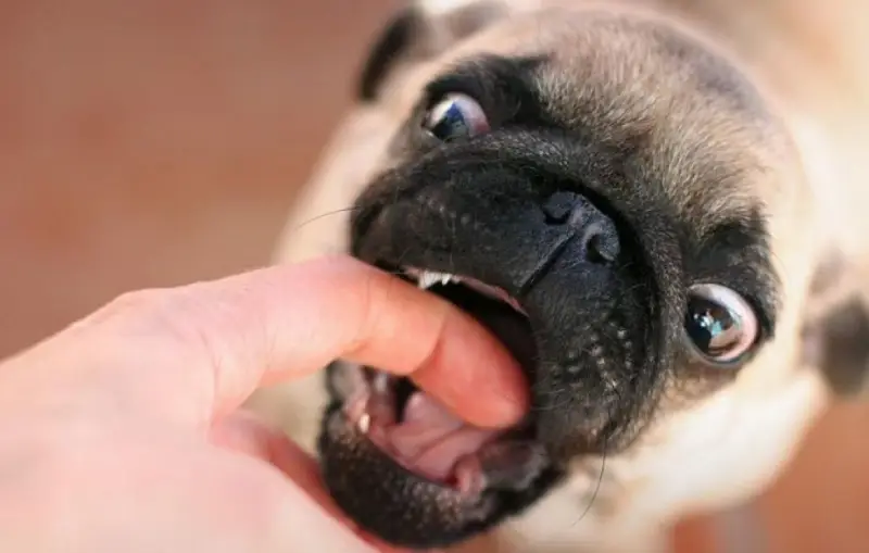 علت گاز گرفتن سگ ها