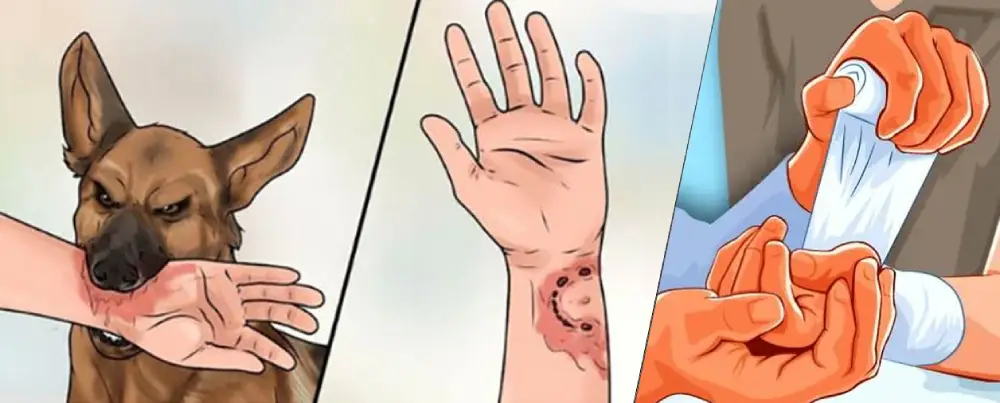 عوارض گاز گرفتن سگ