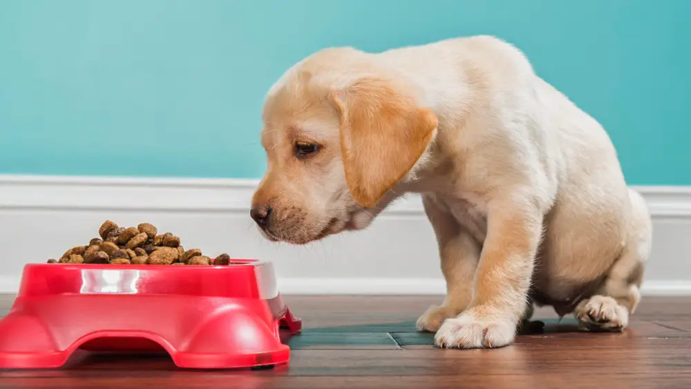 غذای توله سگ ۴۰ روزه؛ چگونه غذای خانگی برای توله سگ درست کنیم؟