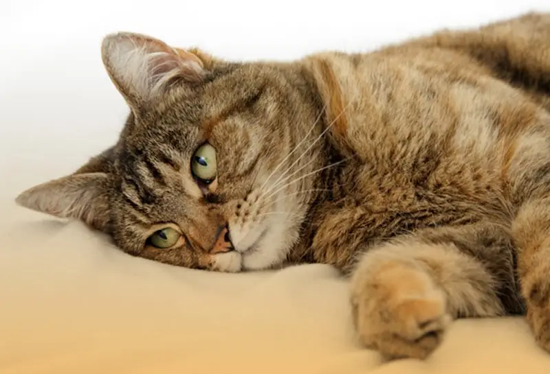 علل مرگ ناگهانی گربه ها