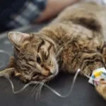 دلایل مرگ نگهانی گربه ها؛ اقداماتی که مانع از مرگ گربه ها می شود