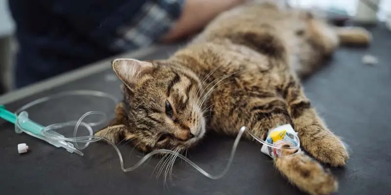 مرگ ناگهانی گربه ها