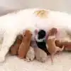 تغذیه گربه بعد از زایمان