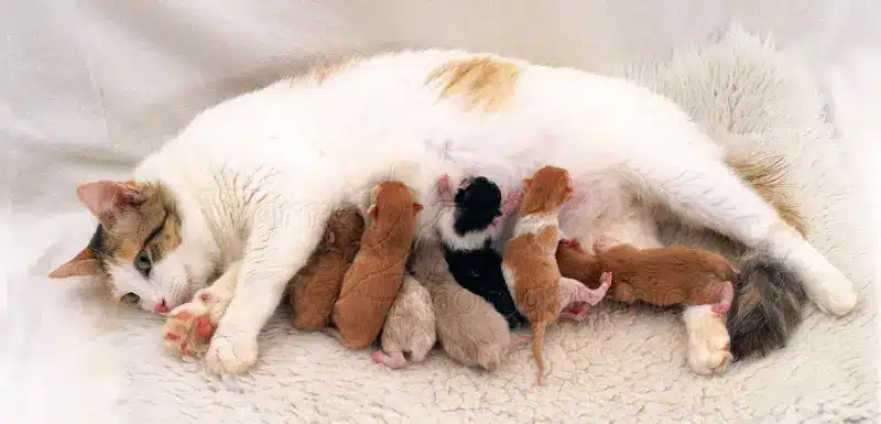 تغذیه گربه بعد از زایمان