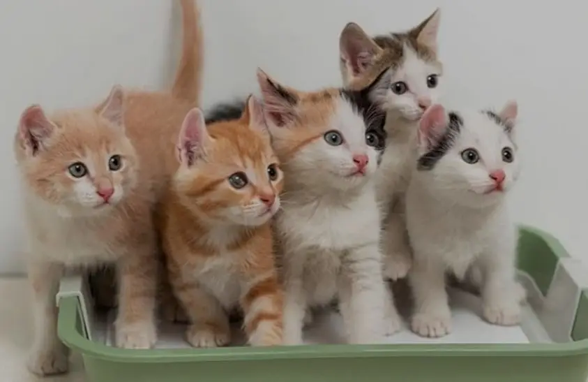 درمان یبوست گربه در خانه