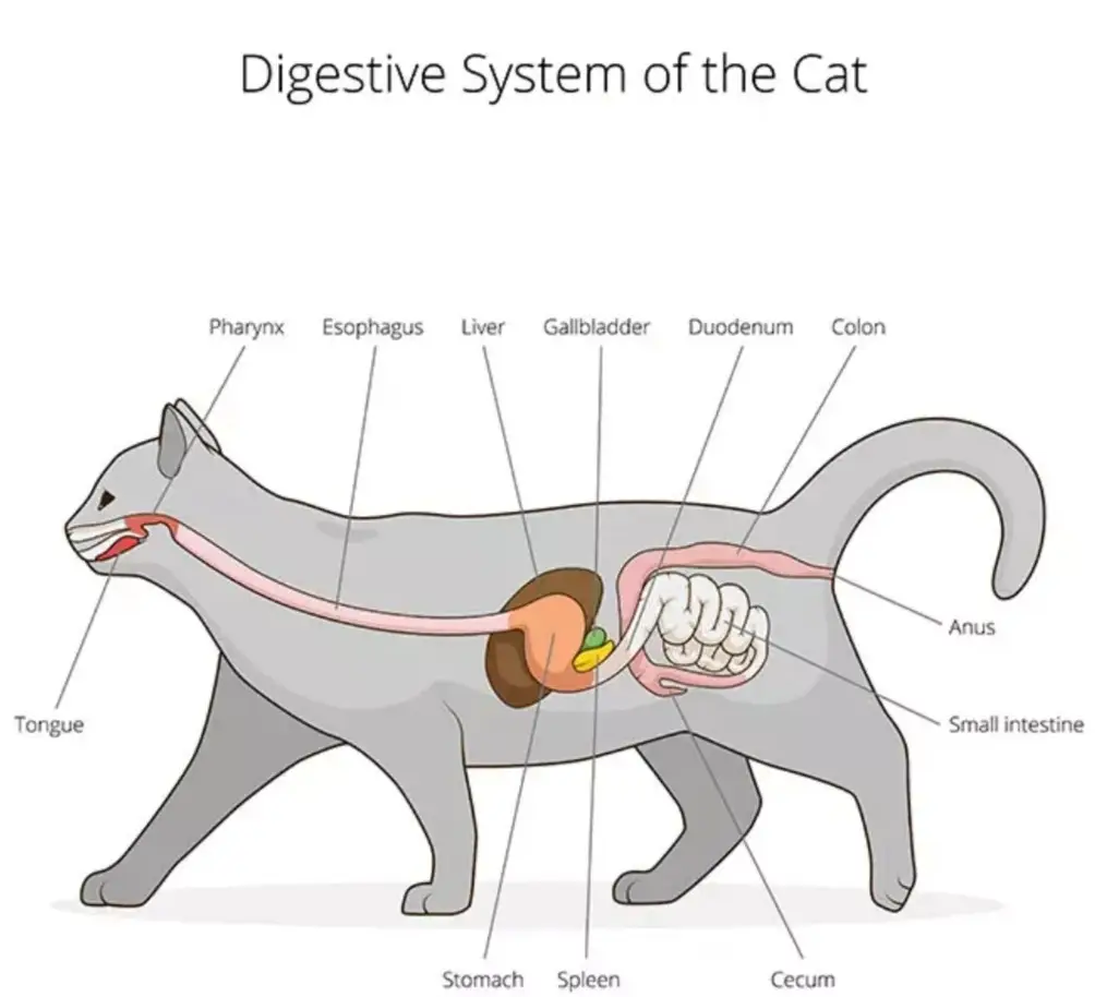 علت یبوست در گربه