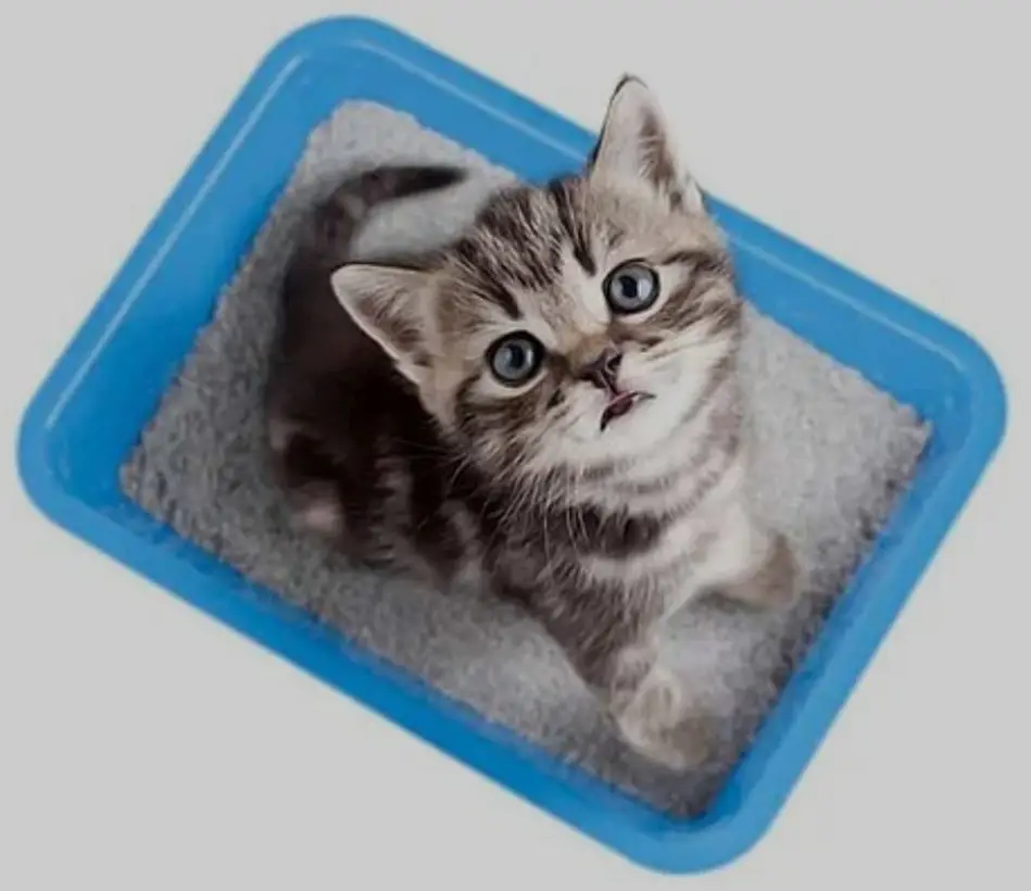 نحوه پیشگیری از یبوست در گربه