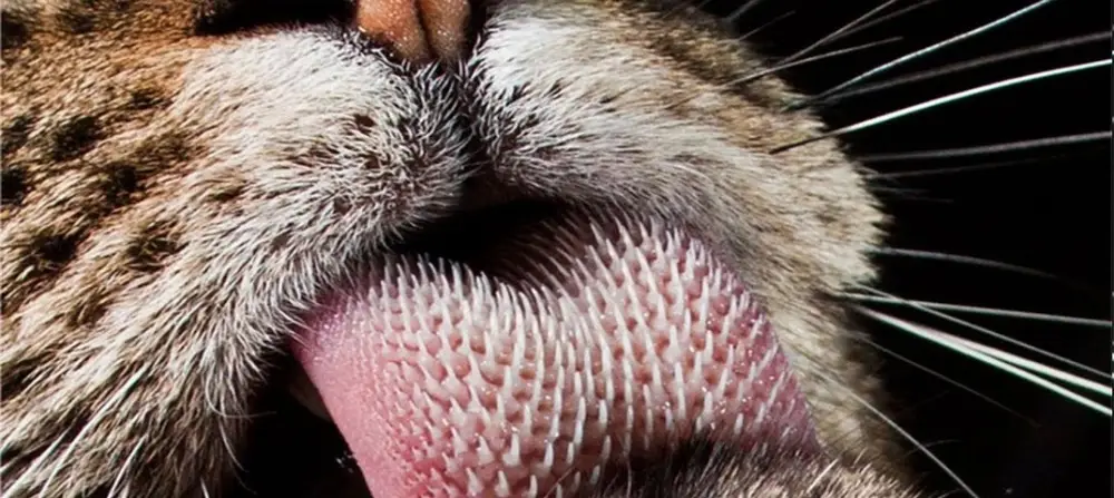 زبان گربه از نزدیک 